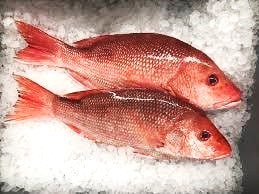 লাল কোরাল/ Red Snapper